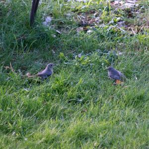 Black Redstart