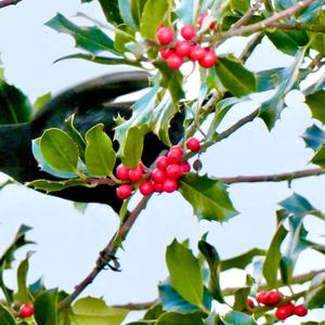 Eurasian Blackbird