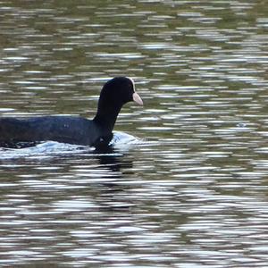 Common Coot