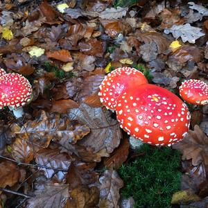 Fly Agaric