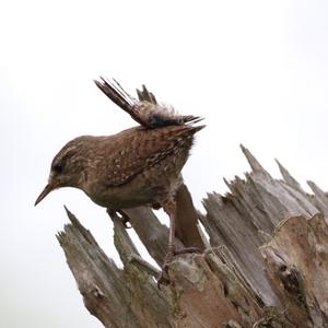 Winter Wren