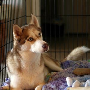 Siberian Husky