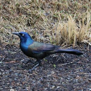 Common Grackle