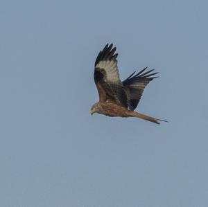 Red Kite