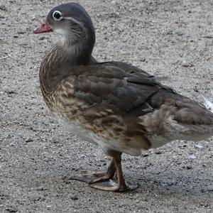 Mandarin Duck