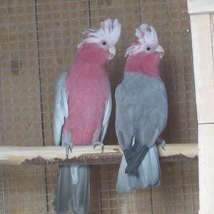 Galah