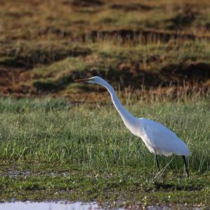 Intermediate Egret