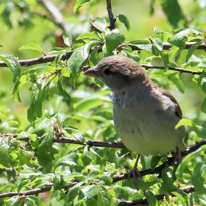 House Sparrow