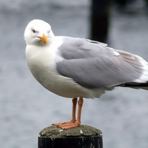 Herring Gull