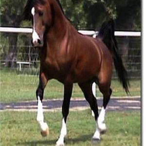 Arabian Horse