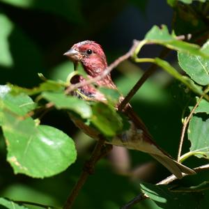 Purple Finch