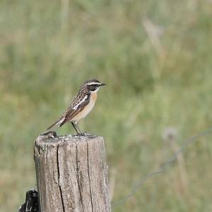 Whinchat