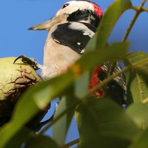 Great Spotted Woodpecker