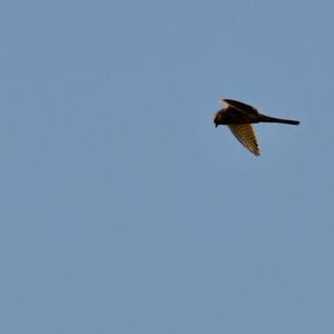 Common Kestrel