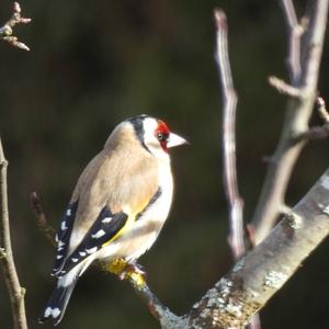 European Goldfinch