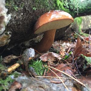 Bay Bolete