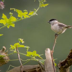 Marsh Tit