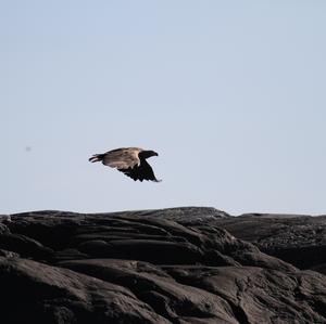 White-tailed Eagle