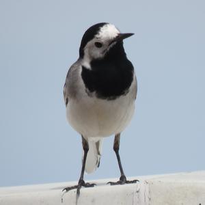 White Wagtail