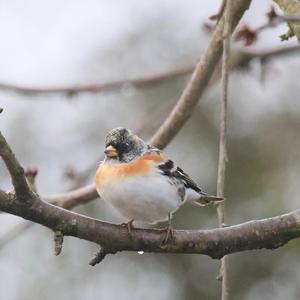 Brambling