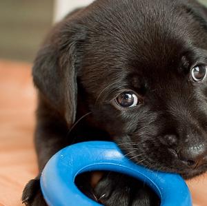 Retriever (Labrador)