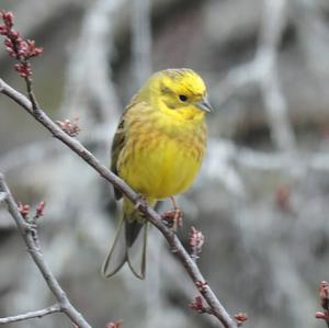 Yellowhammer