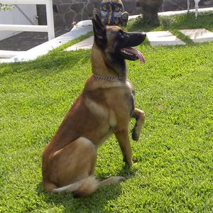 Malinois