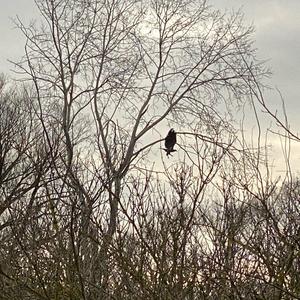 Seeadler