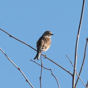 Eurasian Linnet