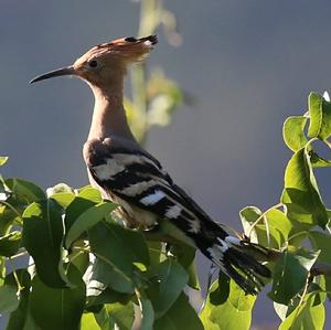 Eurasian Hoopoe