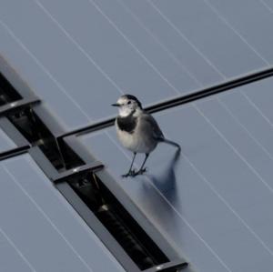 White Wagtail