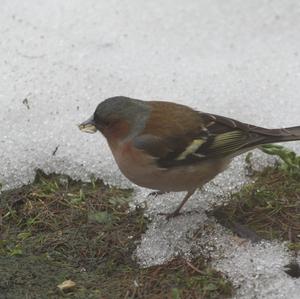 Eurasian Chaffinch