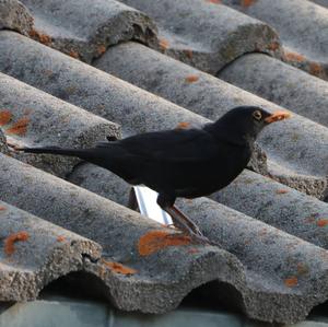 Eurasian Blackbird