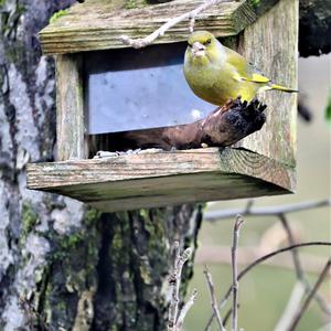 European Greenfinch