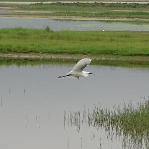 Little Egret