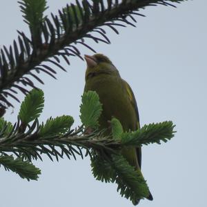 European Greenfinch