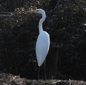 Great Egret