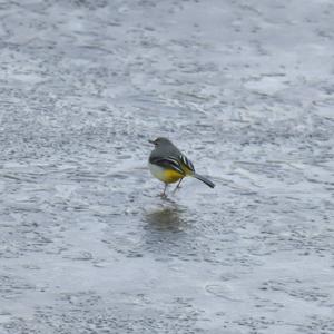 Grey Wagtail