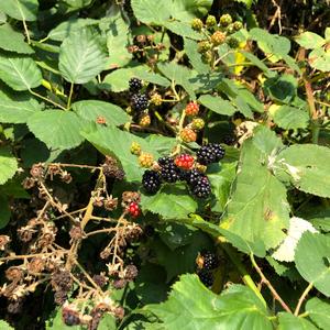 Brombeeren