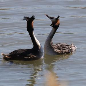 Great Crested Grebe