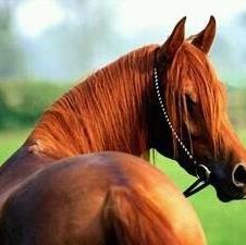 Arabian Horse