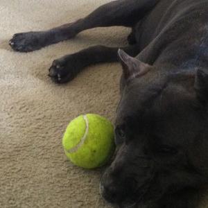 Cane Corso Italiano