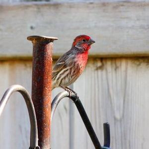 House Finch