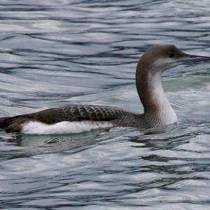 Arctic Loon