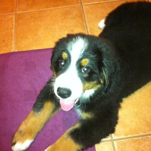 Bernese Mountain Dog