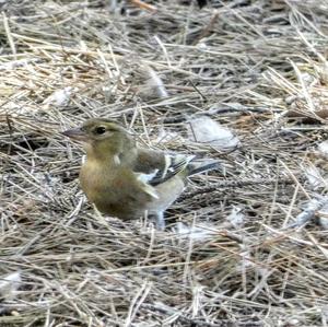 Eurasian Chaffinch