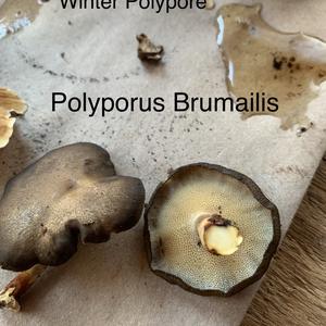 Winter Polypore