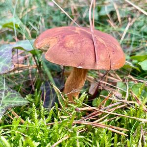 Bay Bolete