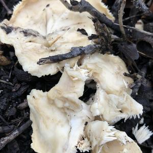 Hedgehog Fungus, Common