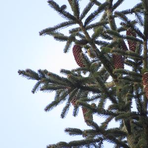 Wintergoldhähnchen